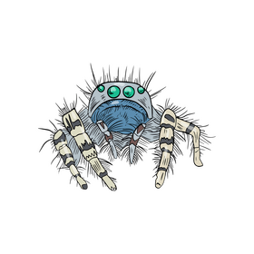 Spider illustration clipart