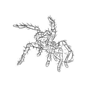 Free spider black and white clipart