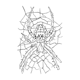 Spider cartoon black and white clipart