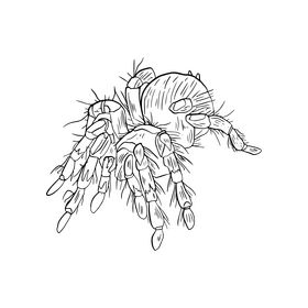Spider black and white clipart