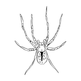 Spider cartoon black and white clipart