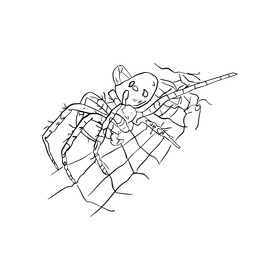 Spider cartoon black and white clipart