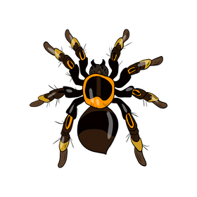 Black spider clipart