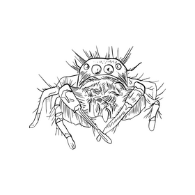 Spider black and white clipart