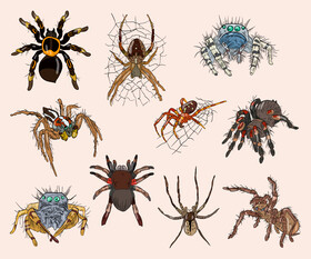 Spiders cartoon vector