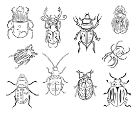 Bugs illustration black and white vector