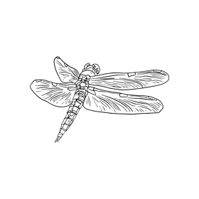 Dragonfly outline black and white clipart