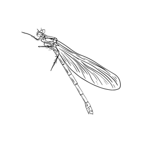 Dragonfly black and white clipart
