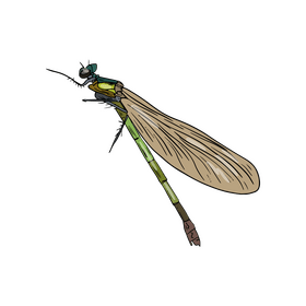 Dragonfly clipart