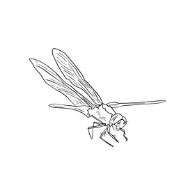 Dragonfly black and white clipart