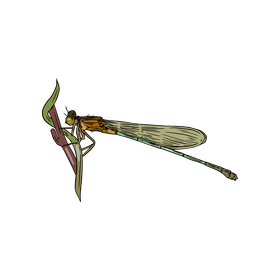 Green dragonfly drawing clipart