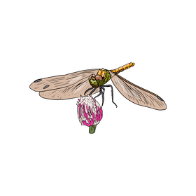 Dragonfly clipart