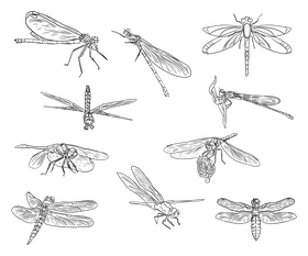 Dragonflies cartoon black and white vector free download