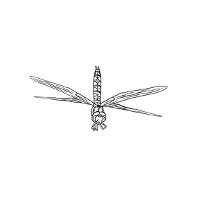 Cartoon dragonfly black and white clipart