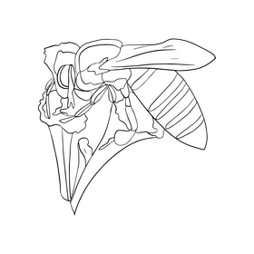 Bee on a flower black and white clipart
