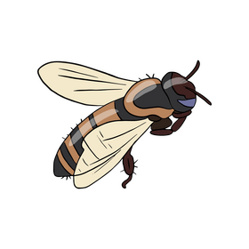 Bee drawing clipart