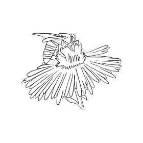 Bee on a flower black and white clipart