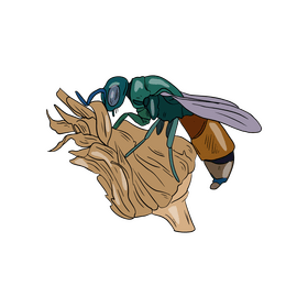 Bee on a flower drawing clipart