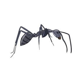 Free ant drawing clipart