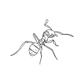 Ant drawing black and white clipart