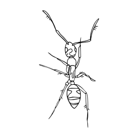 Ant black and white clipart