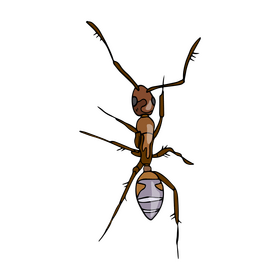 Ant clipart