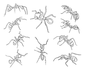 Ants drawing black and white vector