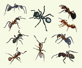 Ants drawing vector
