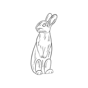 Hare cartoon drawing black and white clipart