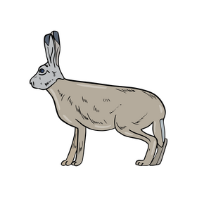 Hare illustration clipart