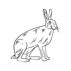 Hare black and white clipart