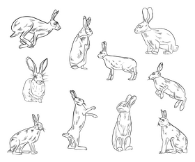 Free hares black and white vector