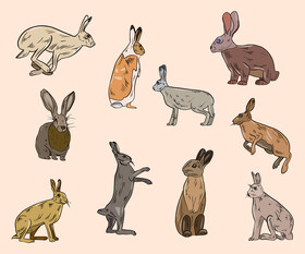 Free hares vector