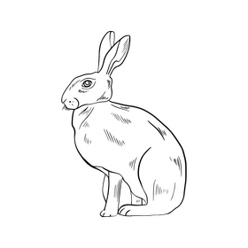 Hare black and white clipart