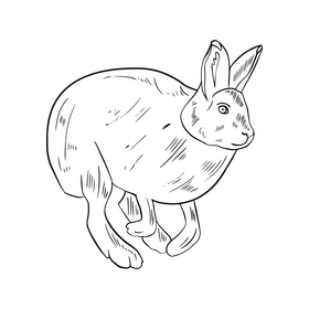 Hare black and white clipart