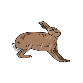 Free hare clipart