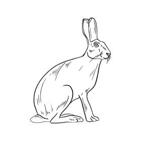 Hare black and white clipart