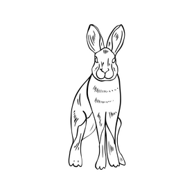 Hare cartoon black and white clipart