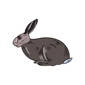 Cute hare clipart