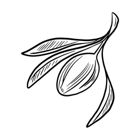 Olive branch black and white clipart