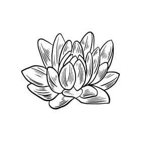Free plant illustration black and white clipart