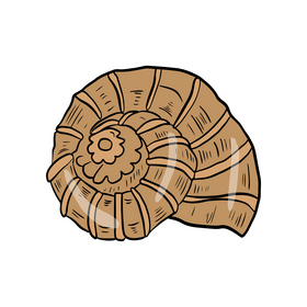 Shell cartoon clipart