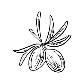 Olive branch cartoon black and white clipart