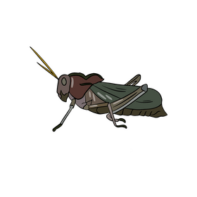 Locust drawing clipart