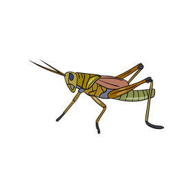 Free locust illustration clipart