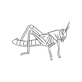 Locust black and white clipart