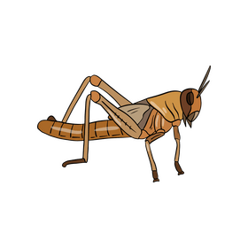 Orange locust clipart