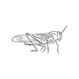 Green locust black and white clipart