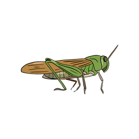 Locust clipart free download