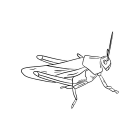 Free locust illustration black and white clipart